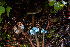  ( - FDS-CA-08587)  @11 [ ] by-nc (2024) Dean Lyons Fungal Diversity Survey