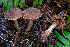  (Cortinarius sp. PNW87 - FDS-CA-08554)  @11 [ ] by-nc (2024) Dean Lyons Fungal Diversity Survey