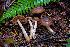  (Cortinarius sp. CA70 - FDS-CA-08555)  @11 [ ] by-nc (2024) Dean Lyons Fungal Diversity Survey