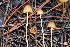  (Conocybe semiglobata - FDS-CA-07581)  @11 [ ] c (2024) Marinna Grijalva Fungal Diversity Survey