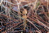  ( - FDS-CA-07581)  @11 [ ] c (2024) Marinna Grijalva Fungal Diversity Survey