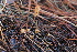  ( - FDS-CA-07581)  @11 [ ] c (2024) Marinna Grijalva Fungal Diversity Survey