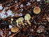  (Pholiota pulchella - FDS-CA-06632)  @11 [ ] by (2024) Justin Paulin Fungal Diversity Survey