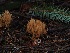 ( - FDS-CA-06634)  @11 [ ] by (2024) Justin Paulin Fungal Diversity Survey