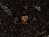  ( - FDS-CA-06634)  @11 [ ] by (2024) Justin Paulin Fungal Diversity Survey
