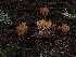  ( - FDS-CA-06634)  @11 [ ] by (2024) Justin Paulin Fungal Diversity Survey