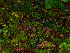  (Phaeocollybia sp. CA03 - FDS-CA-06635)  @11 [ ] by (2024) Justin Paulin Fungal Diversity Survey