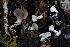  (Hohenbuehelia sp. auriscalpium-PNW03 - FDS-CA-08560)  @11 [ ] by-nc (2024) Dean Lyons Fungal Diversity Survey