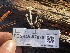  ( - FDS-CA-07879)  @11 [ ] by-nc (2024) Damon Tighe Fungal Diversity Survey