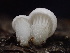  ( - FDS-CA-07882)  @11 [ ] by-nc (2024) Damon Tighe Fungal Diversity Survey