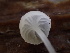  (Hemimycena albicolor - FDS-CA-07887)  @11 [ ] by-nc (2024) Damon Tighe Fungal Diversity Survey