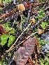  ( - FDS-CA-07844)  @11 [ ] by-nc (2024) Damon Tighe Fungal Diversity Survey