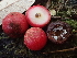  ( - FDS-CA-07847)  @11 [ ] by-nc (2024) Damon Tighe Fungal Diversity Survey