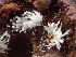  (Penicillium glandicola - FDS-CA-07847)  @11 [ ] by-nc (2024) Damon Tighe Fungal Diversity Survey