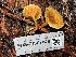 (Hygrophoropsis sp. PNW03 - FDS-CA-07848)  @11 [ ] by-nc (2024) Damon Tighe Fungal Diversity Survey