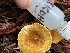  ( - FDS-CA-07848)  @11 [ ] by-nc (2024) Damon Tighe Fungal Diversity Survey