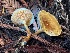  ( - FDS-CA-07848)  @11 [ ] by-nc (2024) Damon Tighe Fungal Diversity Survey
