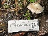  ( - FDS-CA-07854)  @11 [ ] by-nc (2024) Damon Tighe Fungal Diversity Survey