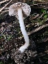  ( - FDS-CA-07854)  @11 [ ] by-nc (2024) Damon Tighe Fungal Diversity Survey