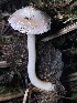  (Inocybe albodisca - FDS-CA-07854)  @11 [ ] by-nc (2024) Damon Tighe Fungal Diversity Survey