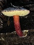  ( - FDS-CA-07856)  @11 [ ] by-nc (2024) Damon Tighe Fungal Diversity Survey