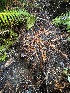  ( - FDS-CA-07856)  @11 [ ] by-nc (2024) Damon Tighe Fungal Diversity Survey