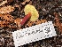  ( - FDS-CA-07856)  @11 [ ] by-nc (2024) Damon Tighe Fungal Diversity Survey
