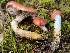  ( - FDS-CA-07857)  @11 [ ] by-nc (2024) Damon Tighe Fungal Diversity Survey