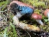  ( - FDS-CA-07857)  @11 [ ] by-nc (2024) Damon Tighe Fungal Diversity Survey