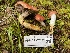  (Gomphidius subroseus - FDS-CA-07857)  @11 [ ] by-nc (2024) Damon Tighe Fungal Diversity Survey