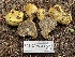 ( - FDS-CA-07858)  @11 [ ] by-nc (2024) Damon Tighe Fungal Diversity Survey