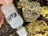  ( - FDS-CA-07858)  @11 [ ] by-nc (2024) Damon Tighe Fungal Diversity Survey