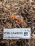  ( - FDS-CA-08045)  @11 [ ] by (2024) Mandy Hackney Fungal Diversity Survey