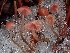  ( - FDS-CA-08026)  @11 [ ] by (2024) Mandy Hackney Fungal Diversity Survey