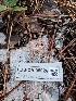  ( - FDS-CA-08026)  @11 [ ] by (2024) Mandy Hackney Fungal Diversity Survey