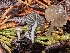  ( - FDS-CA-06933)  @11 [ ] by-nc (2024) Stu Pickell Fungal Diversity Survey