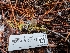  ( - FDS-CA-06933)  @11 [ ] by-nc (2024) Stu Pickell Fungal Diversity Survey