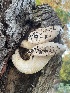  ( - FDS-CA-07896)  @11 [ ] by-nc (2024) Damon Tighe Fungal Diversity Survey