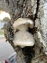  ( - FDS-CA-07896)  @11 [ ] by-nc (2024) Damon Tighe Fungal Diversity Survey