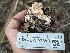  ( - FDS-CA-07898)  @11 [ ] by-nc (2024) Damon Tighe Fungal Diversity Survey