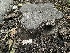  ( - FDS-CA-07898)  @11 [ ] by-nc (2024) Damon Tighe Fungal Diversity Survey