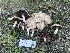  ( - FDS-CA-08527)  @11 [ ] by-nc (2024) Dean Lyons Fungal Diversity Survey
