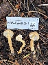  ( - FDS-CA-08584)  @11 [ ] by-nc (2024) Dean Lyons Fungal Diversity Survey