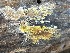  ( - FDS-CA-07899)  @11 [ ] by-nc (2024) Damon Tighe Fungal Diversity Survey