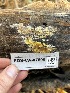  ( - FDS-CA-07899)  @11 [ ] by-nc (2024) Damon Tighe Fungal Diversity Survey