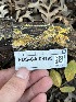  ( - FDS-CA-08199)  @11 [ ] by-nc (2024) Damon Tighe Fungal Diversity Survey