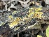 ( - FDS-CA-08199)  @11 [ ] by-nc (2024) Damon Tighe Fungal Diversity Survey