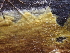  ( - FDS-CA-07899)  @11 [ ] by-nc (2024) Damon Tighe Fungal Diversity Survey