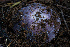  ( - FDS-CA-08568)  @11 [ ] by-nc (2024) Dean Lyons Fungal Diversity Survey