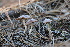  ( - FDS-CA-07552)  @11 [ ] c (2024) Marinna Grijalva Fungal Diversity Survey
